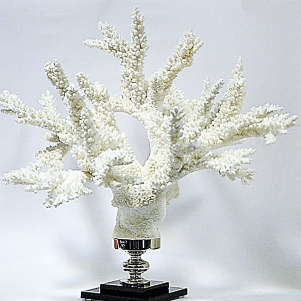 Branch coral on glass and nickel-plated brass base