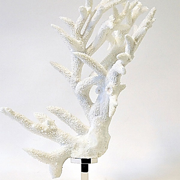 Staghorn coral on nickel-plated brass base