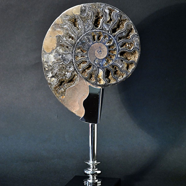 Ammonite Fossil