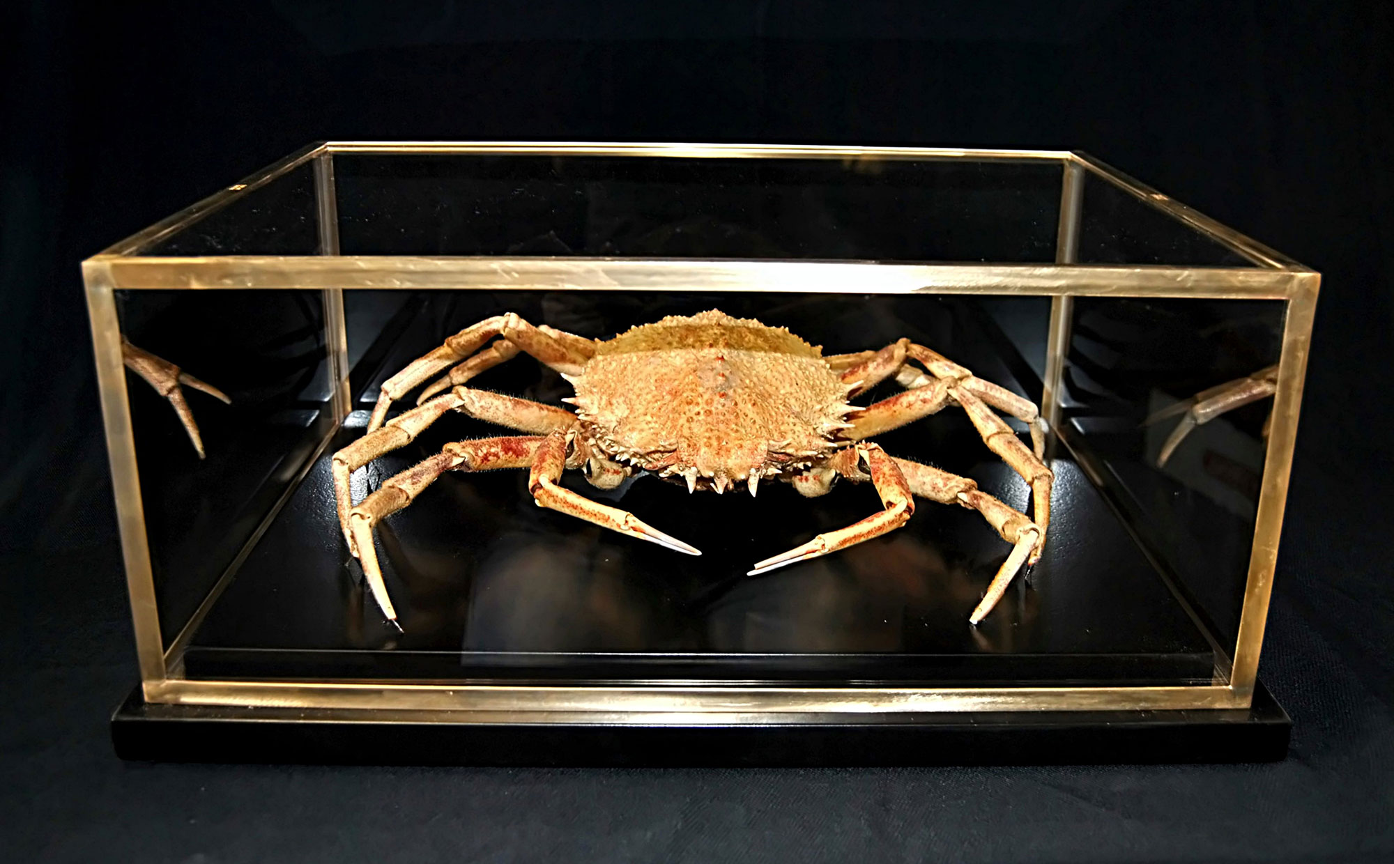 crabs2
